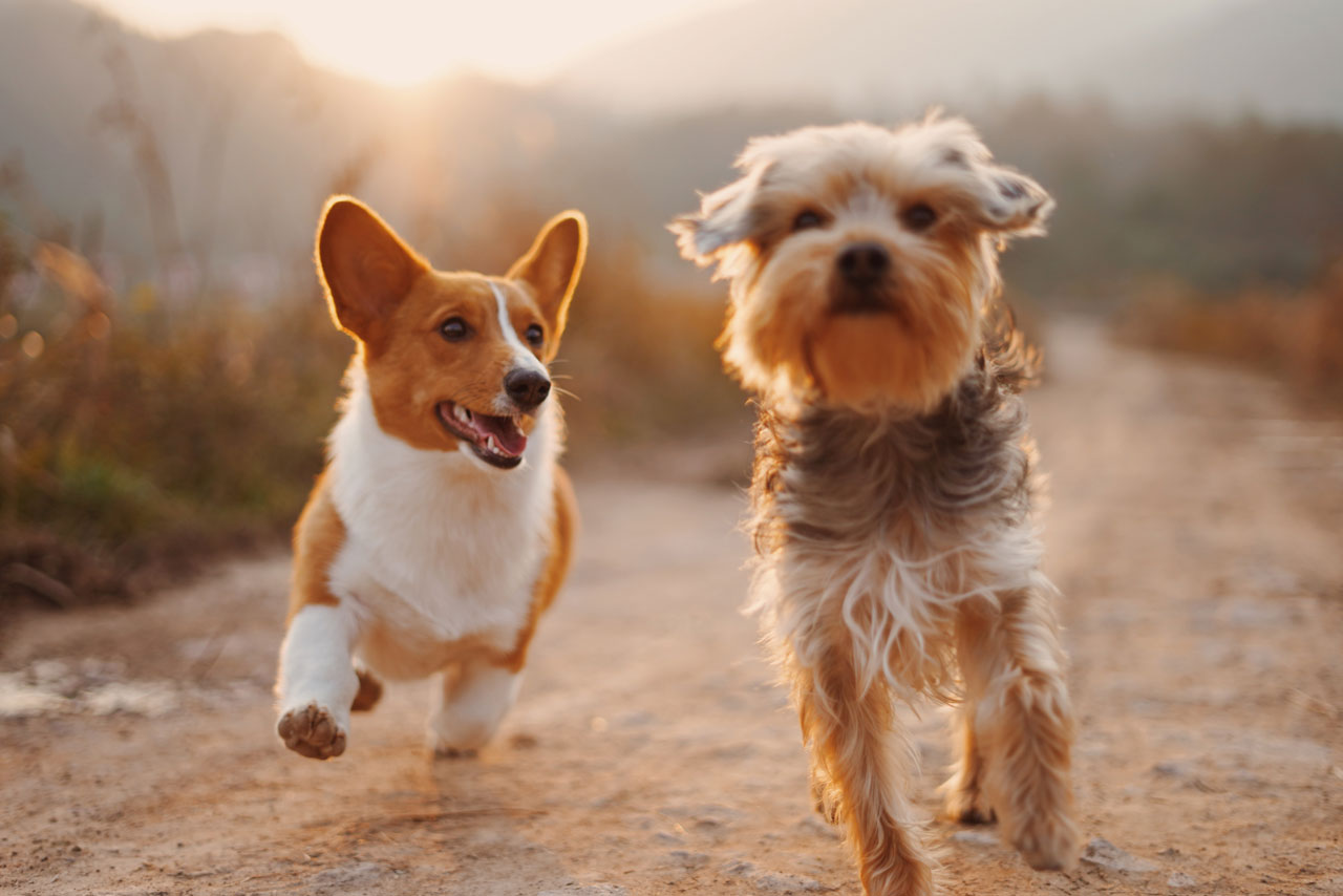 Ζώδια & Κατοικίδια : Ποια είναι η ράτσα σκύλου που ταιριάζει στο ζώδιο σας;